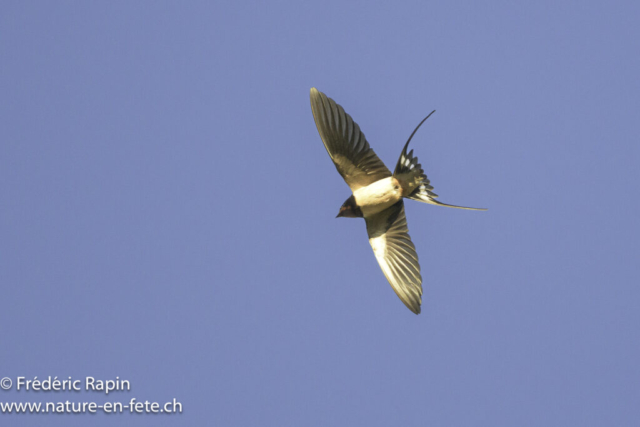 Hirondelle rustique