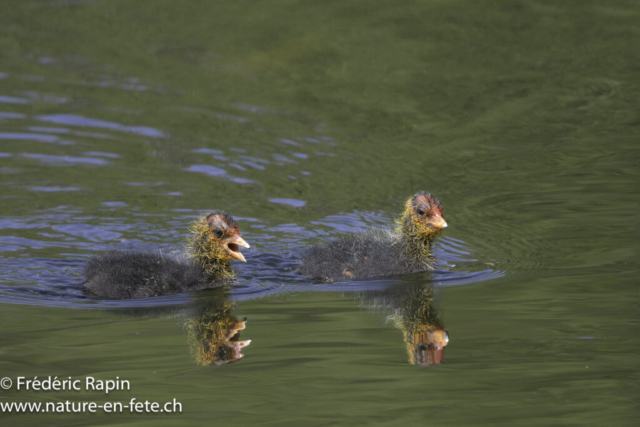 Poussins de foulque