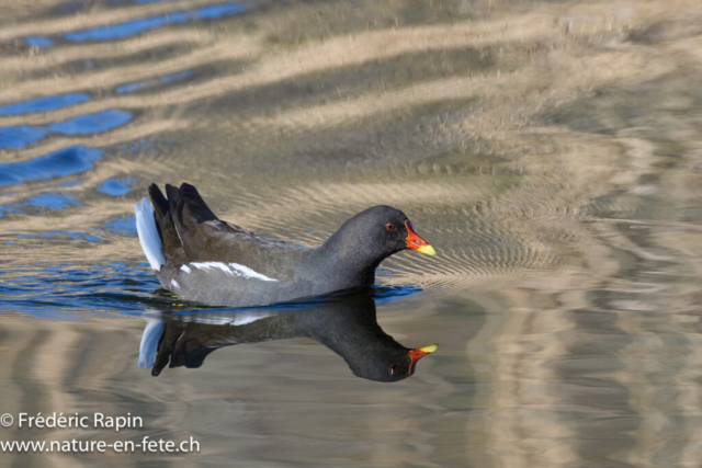 Poule d'eau