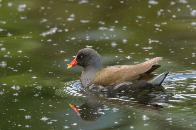 Poule d'eau