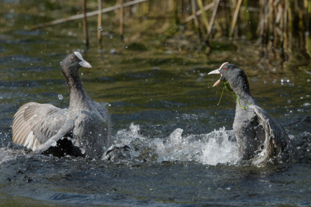 Foulques macroules