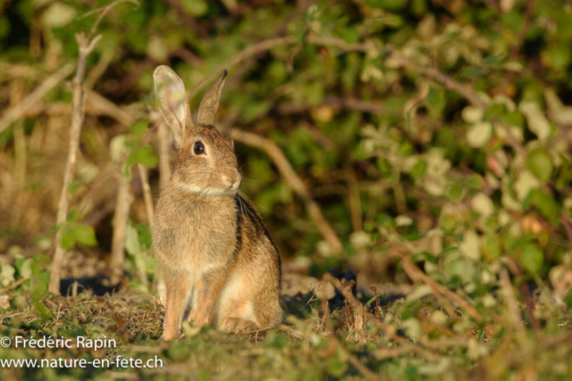 Lapin de garenne