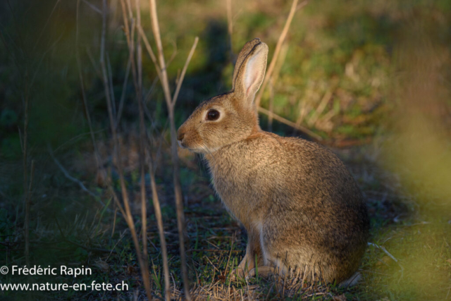 Lapin de garenne