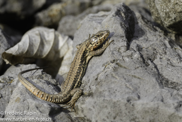 Lézard des murailles