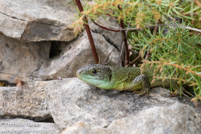 Lézard vert