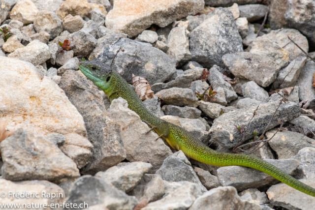 Lézard vert