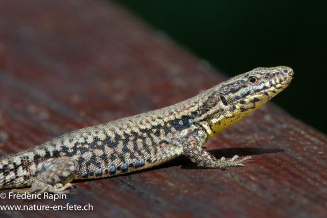 Lézard des murailles