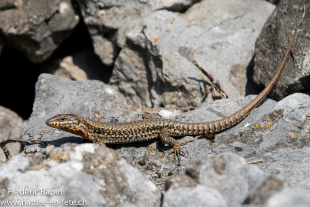 Lézard des murailles mâle