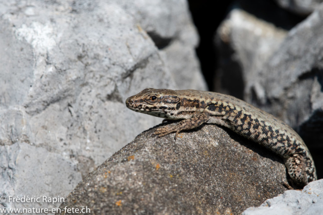 Lézard des murailles