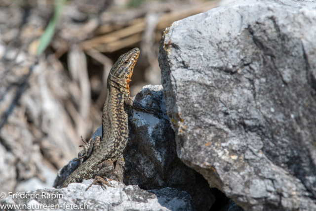 Lézard des murailles mâle