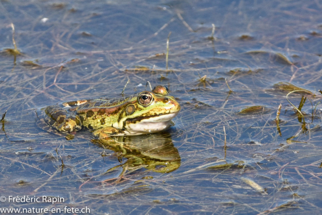Grenouille rieuse