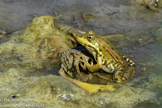 Grenouille rieuse