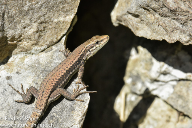 Lézard des murailles