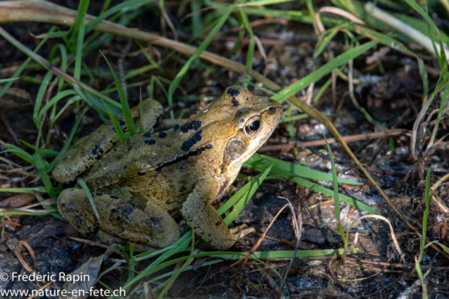 Grenouille rousse