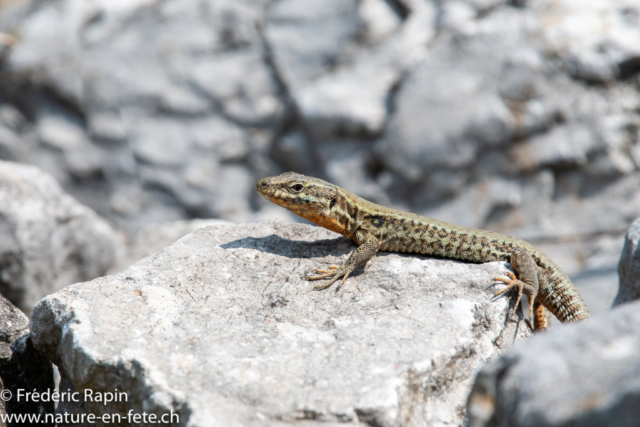 Lézard des murailles mâle