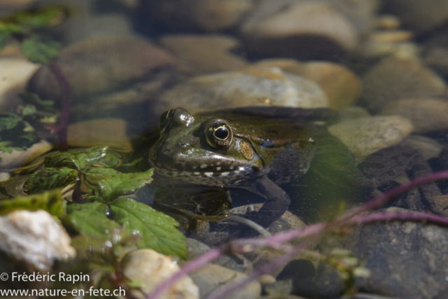 Grenouille verts