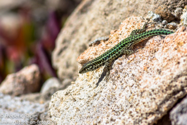 Lézard de Tiliguerta, Sardaigne