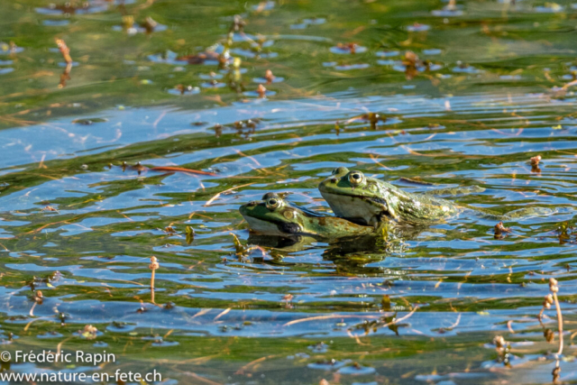 Grenouilles rieuses