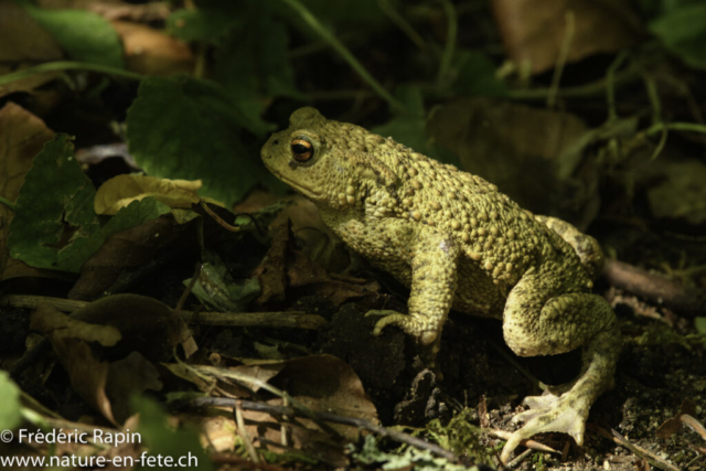 Crapaud commun