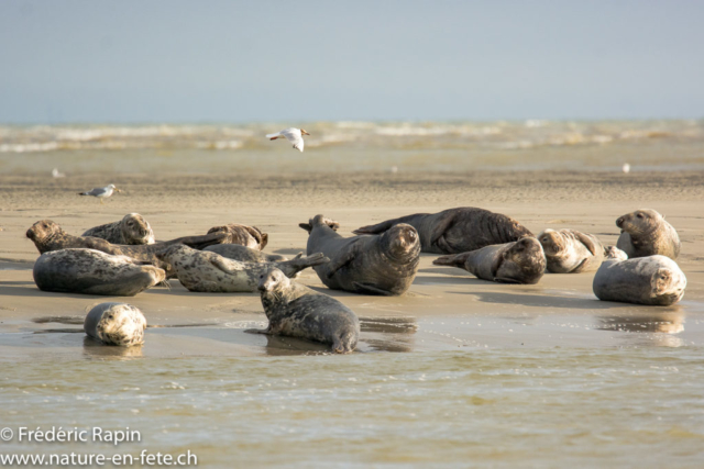 Phoques gris, baie de Somme