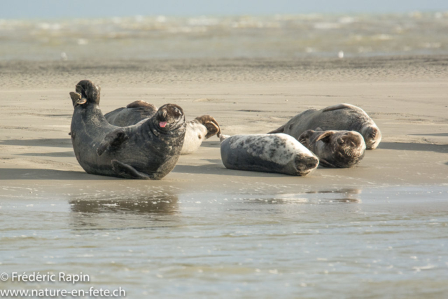 Phoques gris, Baie de Somme