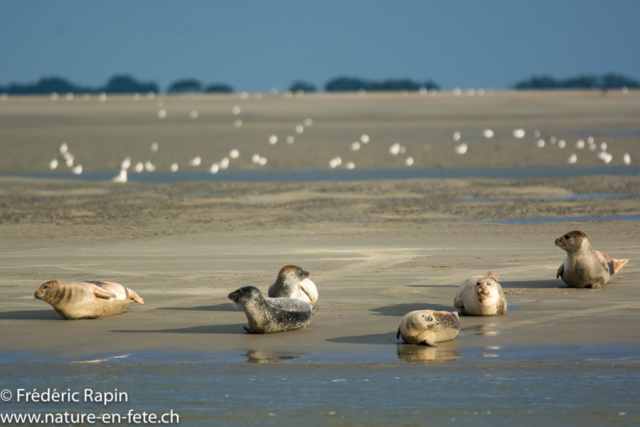 Phoques veaux-marins, Baie de Somme
