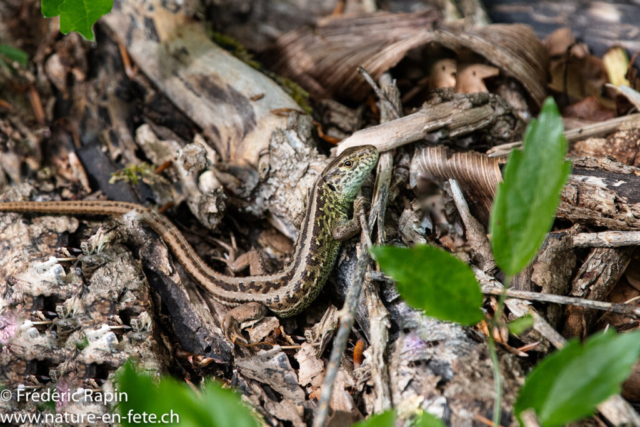 Lézard des souches femelle