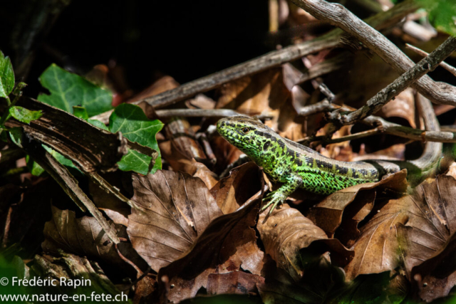 Lézard des souches mâle