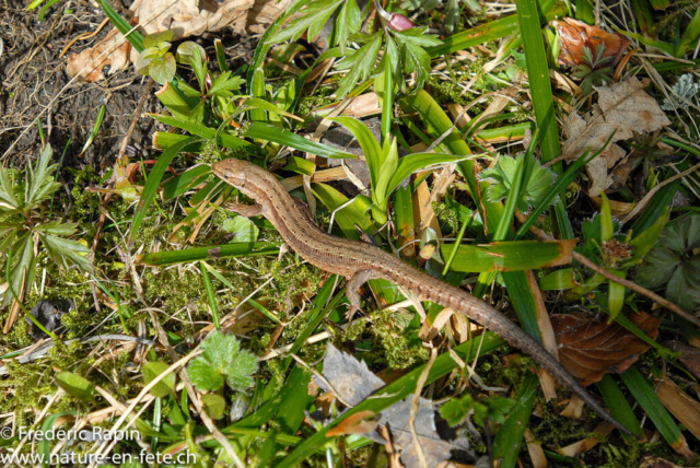 Lézard vivipare