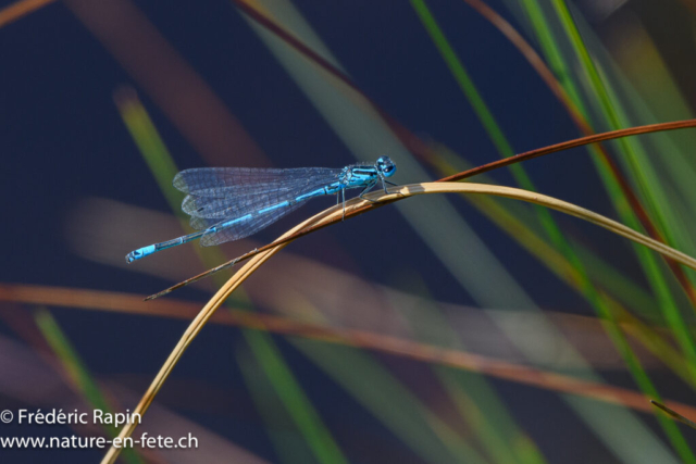 Agrion jouvencelle