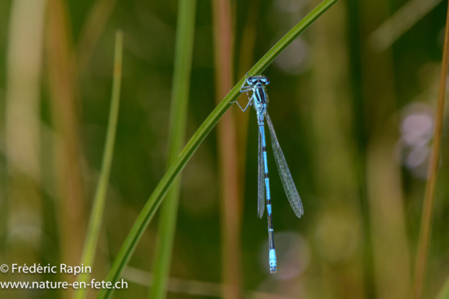Agrion jouvencelle