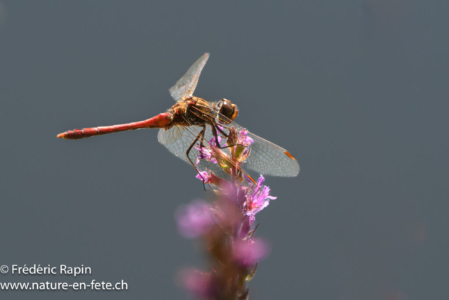 Sympetrum sanguin
