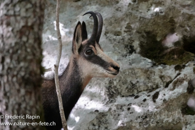 Chamois