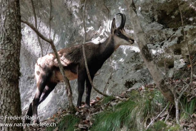 Chamois