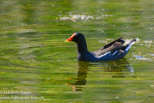 Poule d'eau
