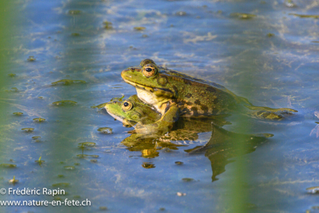 Grenouilles rieuses