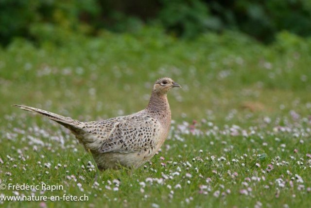 Poule faisane