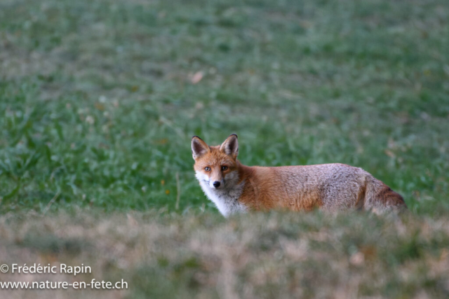 Renard