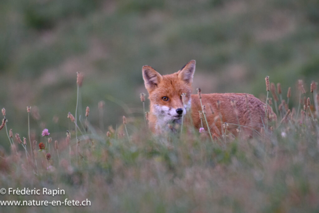 Renard