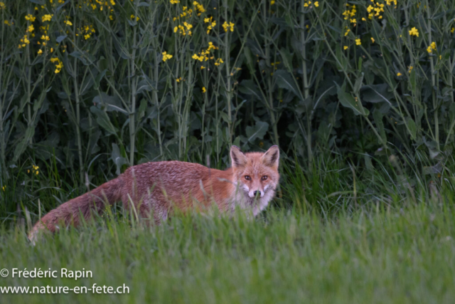 Renard
