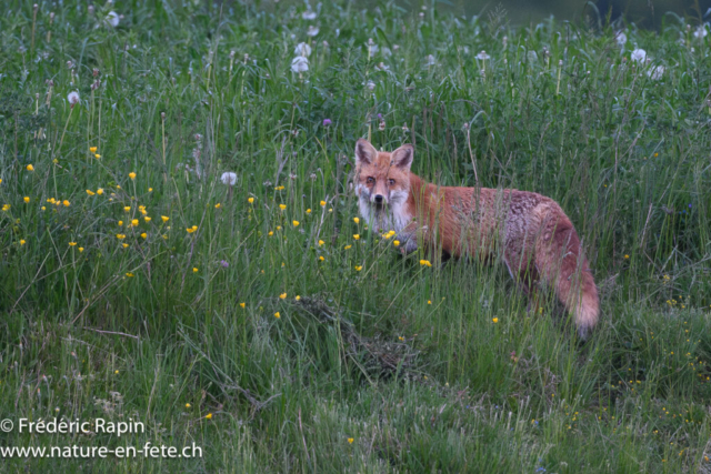 Renard