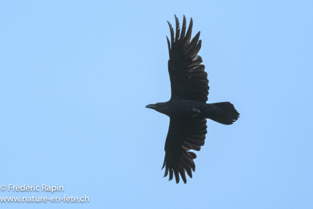 Grand corbeau
