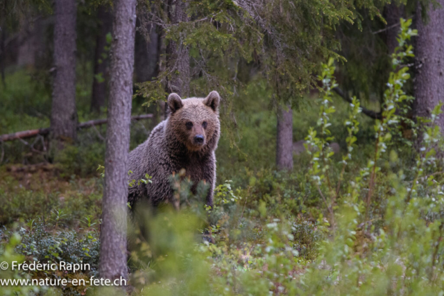 Ours