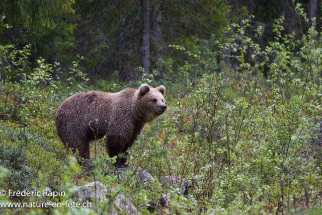 Ours