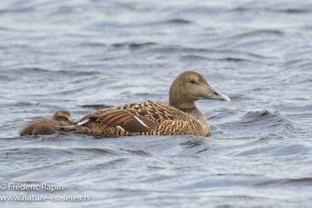 Eiders à duvet