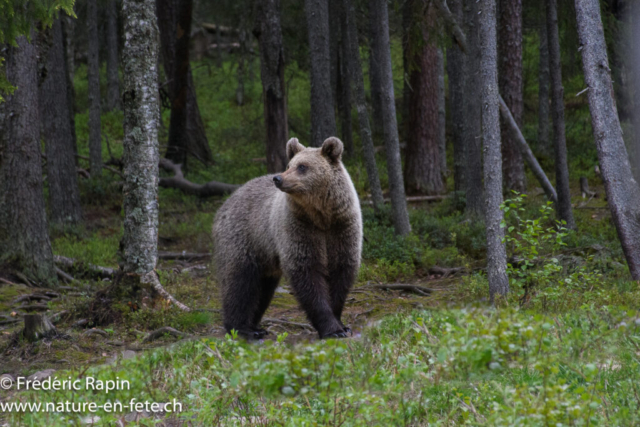Ours