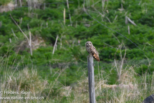 Hibou des marais