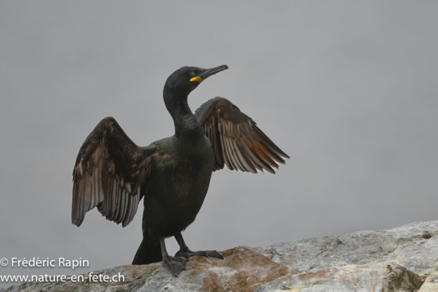 Cormoran huppé