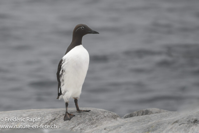 Guillemot de troïl