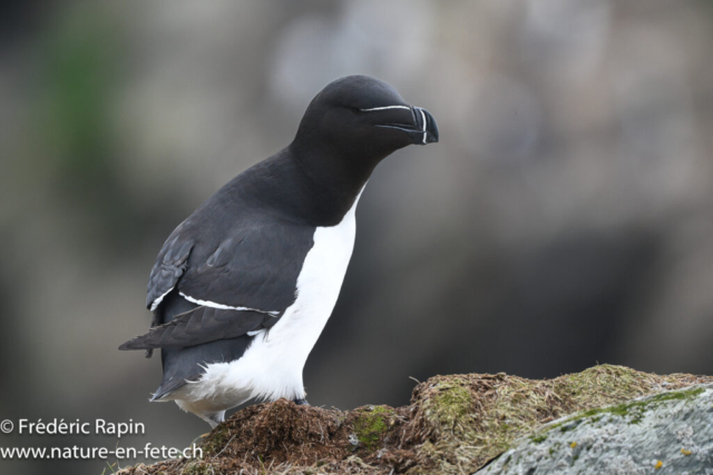 Pingouin torda